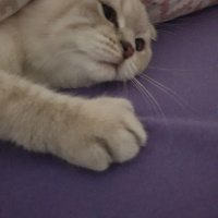 Scottish Fold, Kedi  Mars fotoğrafı