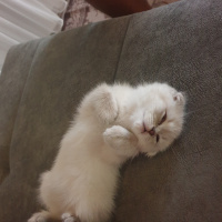 Scottish Fold, Kedi  Mars fotoğrafı