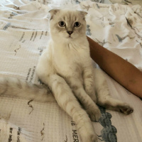Scottish Fold, Kedi  Mars fotoğrafı