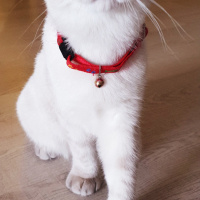Scottish Fold, Kedi  Mars fotoğrafı