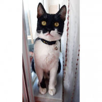 Tekir Kedi, Kedi  Kartal fotoğrafı