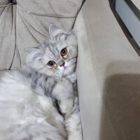 İran Kedisi (Persian), Kedi  Lokum fotoğrafı