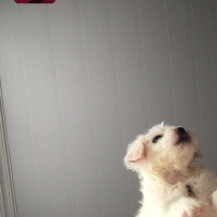Maltese, Köpek  Bulut fotoğrafı