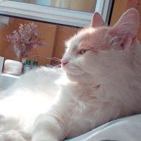 Tekir Kedi, Kedi  Şışıl fotoğrafı