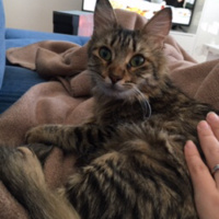 Tekir Kedi, Kedi  Yeşil fotoğrafı