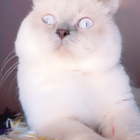 British Shorthair, Kedi  Tekila fotoğrafı