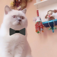 British Shorthair, Kedi  Tekila fotoğrafı