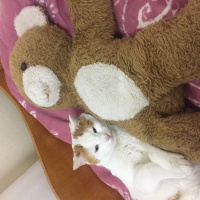 Tekir Kedi, Kedi  Çakır fotoğrafı