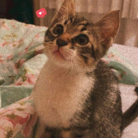 Tekir Kedi, Kedi  Jungle fotoğrafı