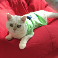 British Shorthair, Kedi  Pamuk fotoğrafı