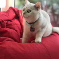 British Shorthair, Kedi  Pamuk fotoğrafı
