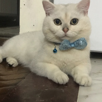 British Shorthair, Kedi  Pamuk fotoğrafı