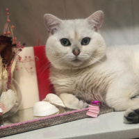 British Shorthair, Kedi  Pamuk fotoğrafı