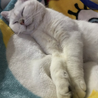 British Shorthair, Kedi  Pamuk fotoğrafı