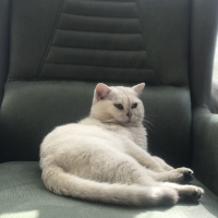 British Shorthair, Kedi  Pamuk fotoğrafı