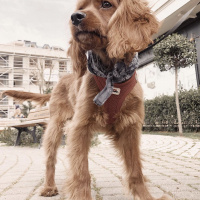 İngiliz Cocker Spaniel, Köpek  Uzo fotoğrafı