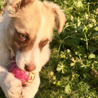 Collie, Köpek  Oscar fotoğrafı