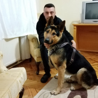 Alman Çoban Köpeği, Köpek  Cesur fotoğrafı