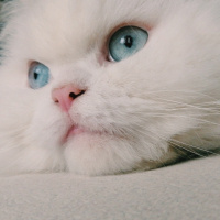 Chinchilla, Kedi  Betty fotoğrafı