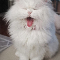 Chinchilla, Kedi  Betty fotoğrafı