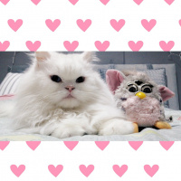 Chinchilla, Kedi  Betty fotoğrafı