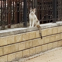 Singapura, Kedi  Kızım fotoğrafı