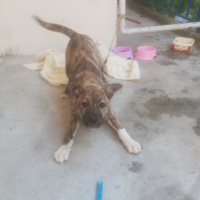 Amerikan Pitbull Terrier, Köpek  Nova fotoğrafı