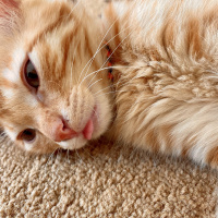 Sarman, Kedi  Leonardo fotoğrafı