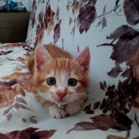 Sarman, Kedi  Karamel fotoğrafı