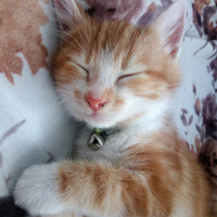 Sarman, Kedi  Karamel fotoğrafı