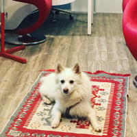 Amerikan Eskimo, Köpek  Puppy fotoğrafı