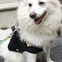 Amerikan Eskimo, Köpek  Puppy fotoğrafı