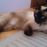 Siyam Kedisi, Kedi  herkül fotoğrafı