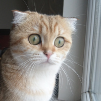 Scottish Fold, Kedi  Moana fotoğrafı