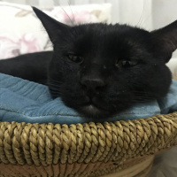 Tekir Kedi, Kedi  Zeyo fotoğrafı