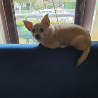 Chihuahua, Köpek  Shila fotoğrafı