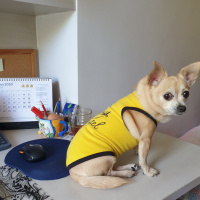 Chihuahua, Köpek  Shila fotoğrafı