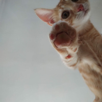 Sarman, Kedi  Hamlet fotoğrafı