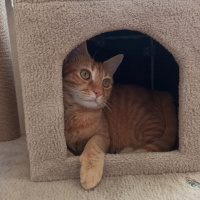 Sarman, Kedi  Hamlet fotoğrafı