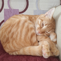 Sarman, Kedi  Hamlet fotoğrafı