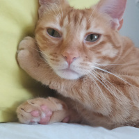 Sarman, Kedi  Hamlet fotoğrafı