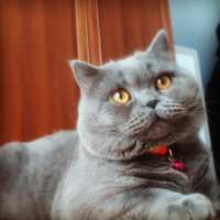 British Shorthair, Kedi  Miran fotoğrafı