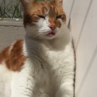 Tekir Kedi, Kedi  Mia fotoğrafı