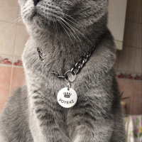 Scottish Fold, Kedi  Poyraz fotoğrafı