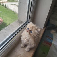 İran Kedisi (Persian), Kedi  Şevket fotoğrafı