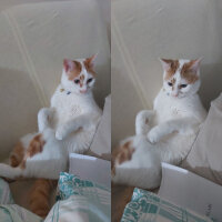 Tekir Kedi, Kedi  Misha fotoğrafı