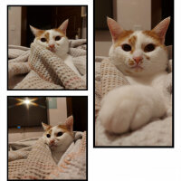 Tekir Kedi, Kedi  Misha fotoğrafı