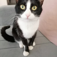 Tuxedo (Smokin) Kedi, Kedi  Larissa fotoğrafı