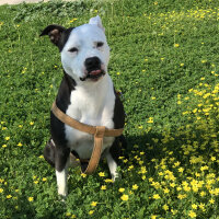 Amerikan Staffordshire Terrier, Köpek  Lucy fotoğrafı