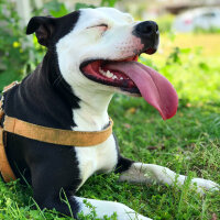 Amerikan Staffordshire Terrier, Köpek  Lucy fotoğrafı